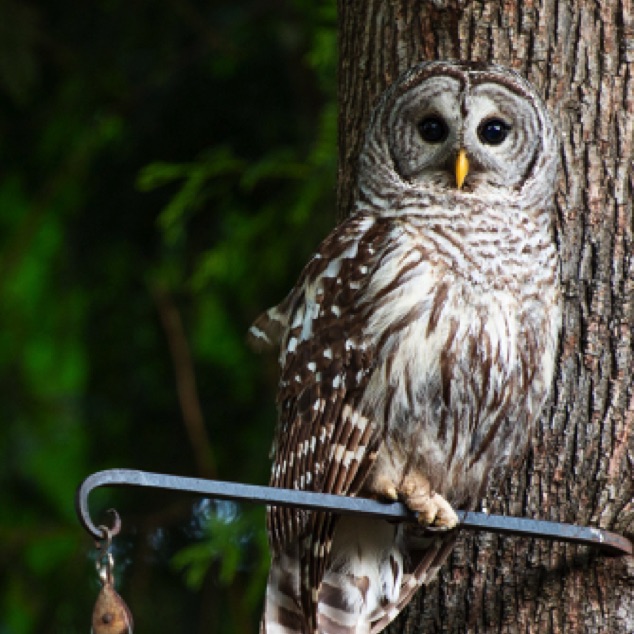 Spotted Owl on Bird Feeder Perch
Backyard - Bonanza Way
Tigard OR